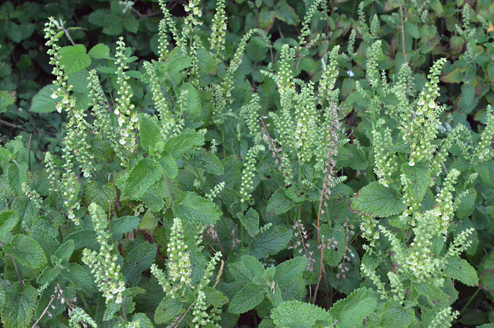 Main image of Wood Sage 