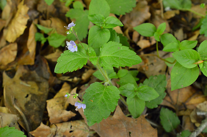 Main image of Wood Speedwell 