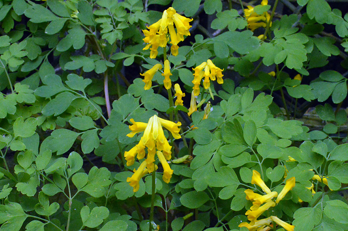 Main image of Yellow Corydalis