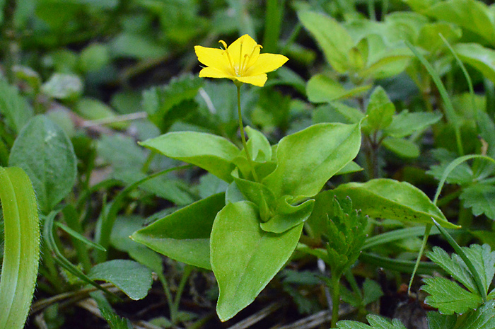 Main image of Yellow Pimpernel