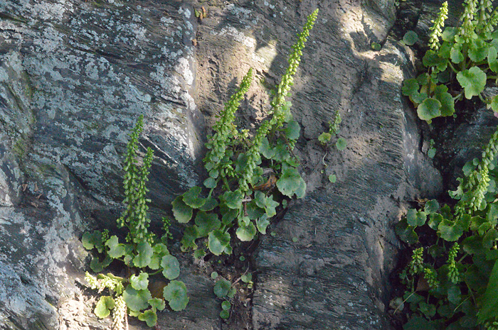 Navelwort