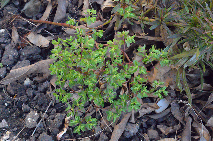 Main image of Petty Spurge