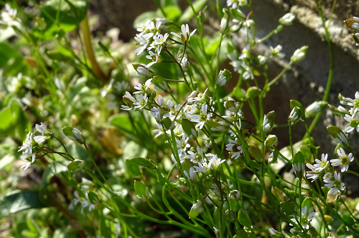 Main image of Common Whitlowgrass