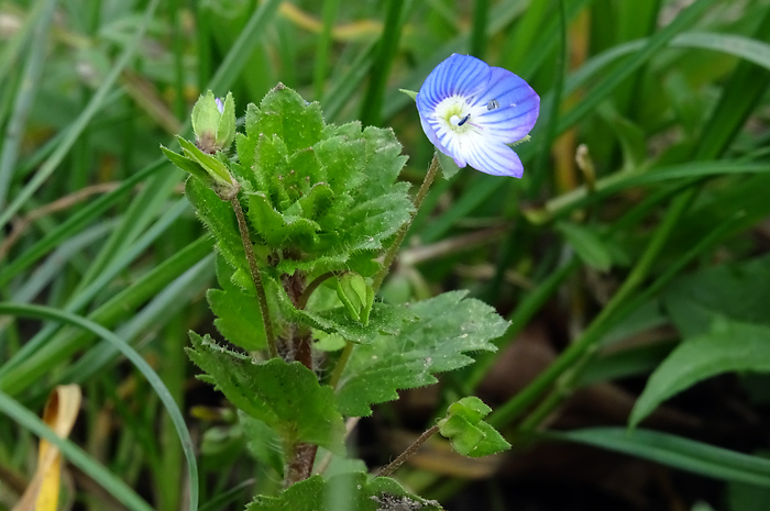 Main image of Field Speedwell