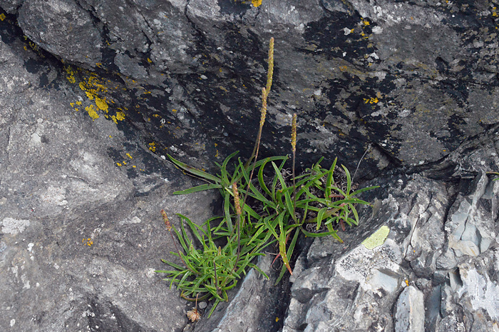 Main image of Sea Plantain