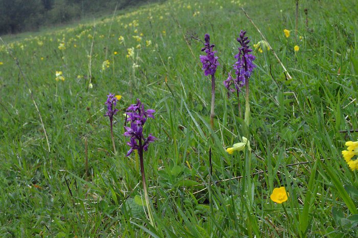 Main image of Early Purple Orchid