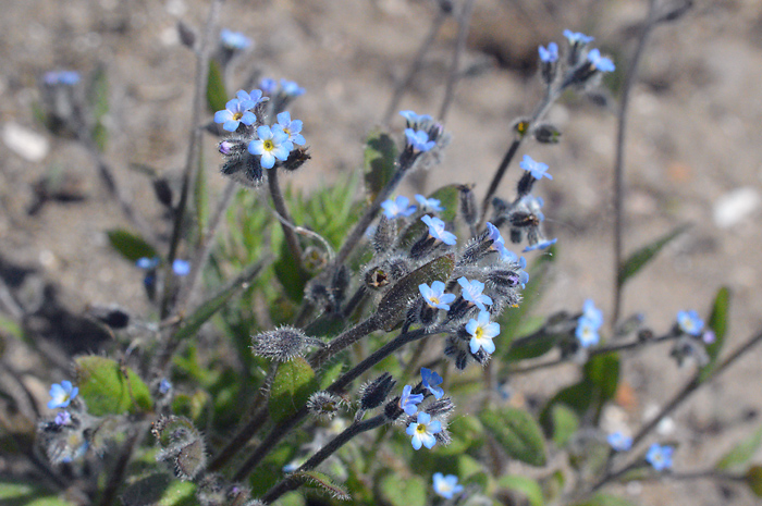 Main image of Early Forget-Me-Not