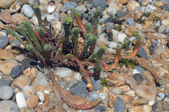 Main image of Sea Spurge