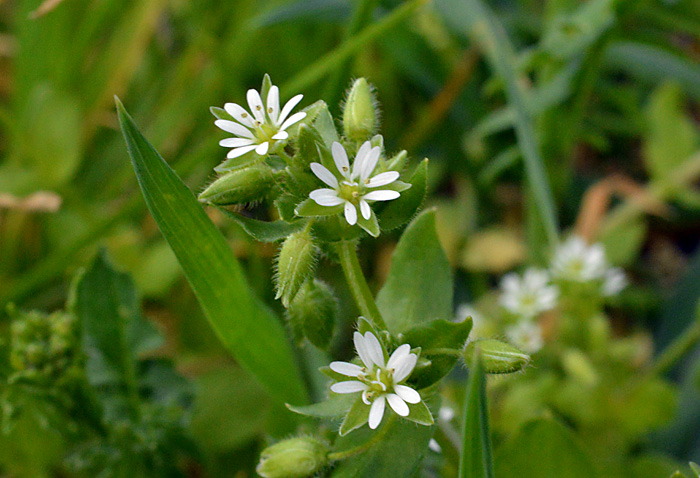 Main image of Common Chickweed