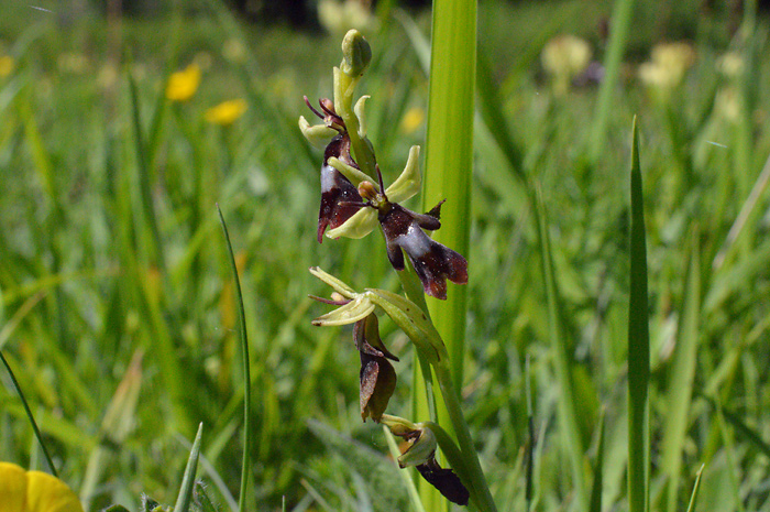 Main image of Fly Orchid