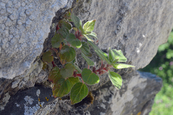 Main image of Pellitory-of-the-Wall