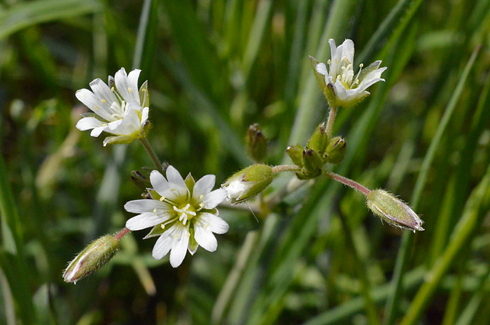 Main image of Mouse-Ear Chickweed