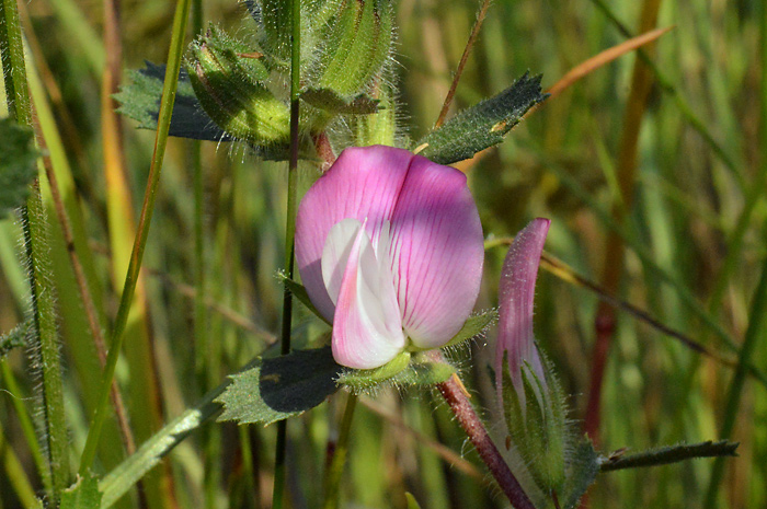 Main image of Common Restharrow 