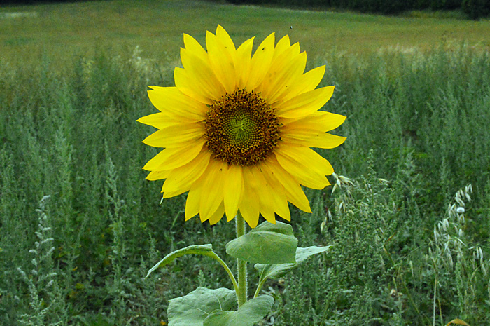 Main image of Annual Sunflower