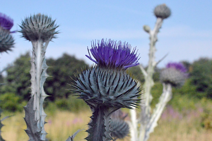 Main image of Cotton Thistle