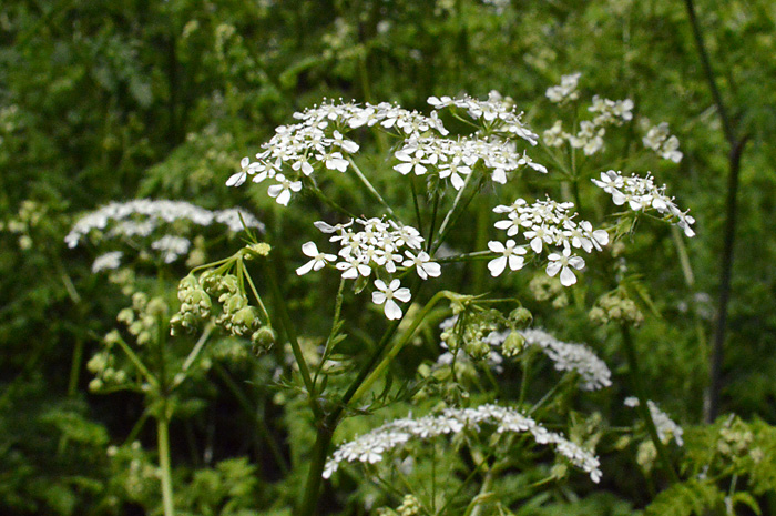 Main image of Cow Parsley