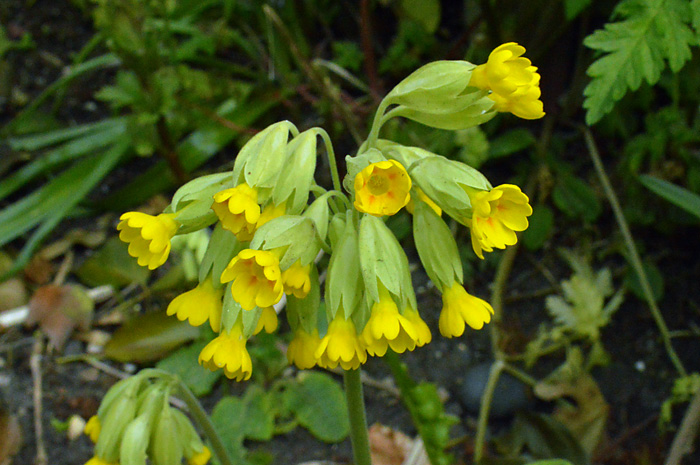 Main image of Cowslip  