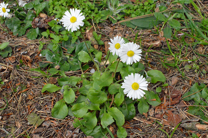 Main image of Common Daisy