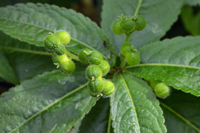 Main image of Dog's Mercury 