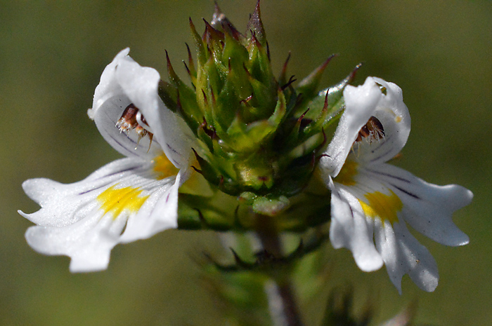 Main image of Eyebright  