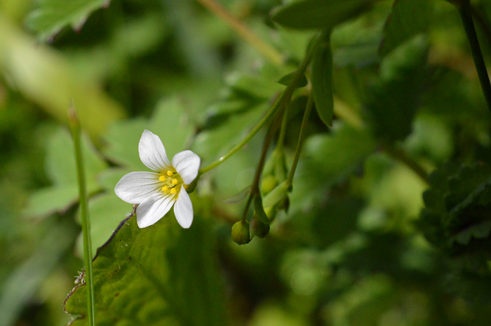 Main image of Fairy Flax 