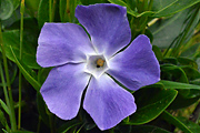 Greater Periwinkle 