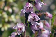 Common Heather