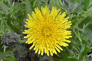 Prickly Sow Thistle