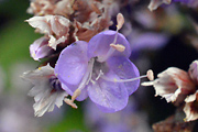 Common Sea-Lavender  