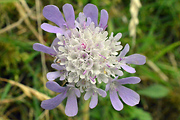 Small Scabious 