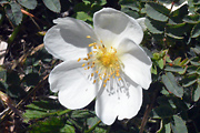 Burnet Rose 