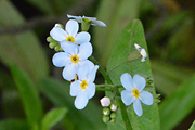 Water Forget-Me-Not 
