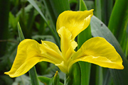 Yellow Iris, Yellow Flag