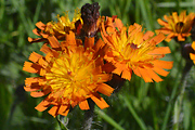 Fox-and-Cubs