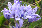 Spring Squill