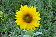 Annual Sunflower