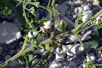 Stem of Common Fumitory