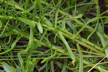 Stem of Golden Samphire 