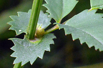 Stem of Great Burnet 