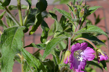 Stem of Great Willowherb
