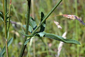 Stem of Greater Knapweed