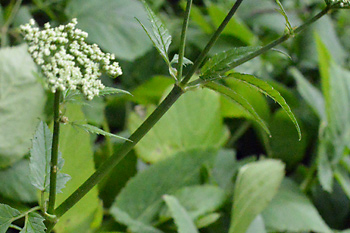 Stem of Ground Elder