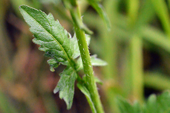Stem of Common Hedge Mustard