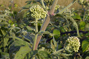 Stem of Hemp Agrimony