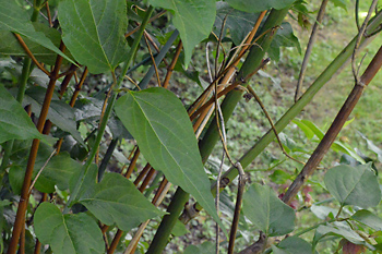 Stem of Himalayan Honeysuckle 