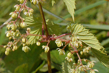 Stem of Common Hop  
