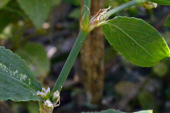Stem of Common Knotweed