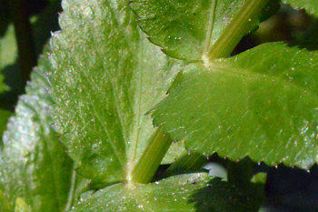 Stem of Lesser Water Parsnip