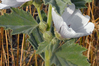 Stem of Marsh Mallow