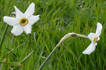 Stem of Pheasant's Eye Narcissus